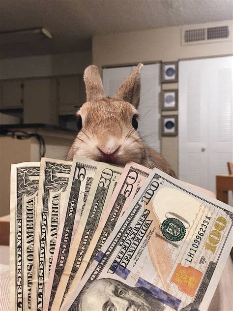 Money Bunny bet365